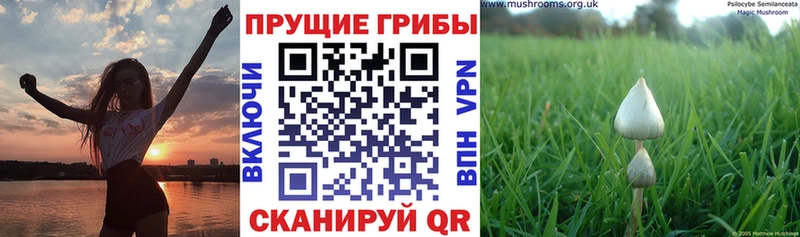 Псилоцибиновые грибы мицелий  магазин    Чёрмоз 